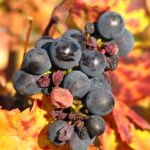 Automne - Bourgogne