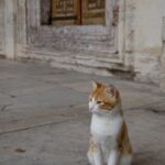 Istanbul - Turquie