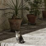 Arts & Vie - Martina Franca - Pouilles