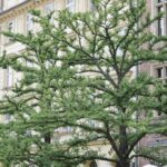 Arts & Vie - Cracovie - Pologne