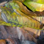 Arts & Vie - Tortuguero - Costa Rica