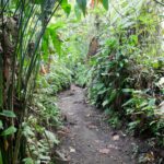 Arts & Vie - Tortuguero - Costa Rica