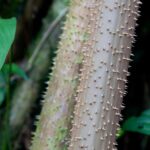 Arts & Vie - Tortuguero - Costa Rica