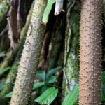 Arts & Vie - Tortuguero - Costa Rica