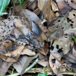 Arts & Vie - Tortuguero - Costa Rica