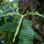 Arts & Vie - Tortuguero - Costa Rica