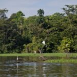 Arts & Vie - Sarapiqui - Costa Rica