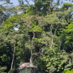 Arts & Vie - Sarapiqui - Costa Rica