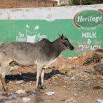 Arts & Vie - Mandawa - Inde