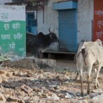 Arts & Vie - Mandawa - Inde