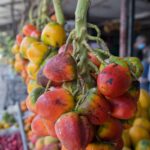 Arts & Vie - Sarapiqui - Costa Rica