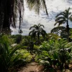 Arts & Vie - Sarapiqui - Costa Rica