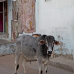Arts & Vie - Mandawa - Inde