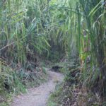 Arts & Vie - Arenal - Costa Rica