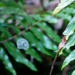 Arts & Vie - Arenal - Costa Rica