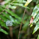 Arts & Vie - Arenal - Costa Rica