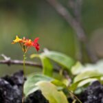 Arts & Vie - Arenal - Costa Rica