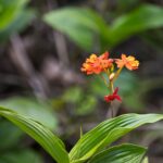 Arts & Vie - Arenal - Costa Rica