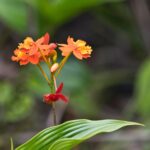 Arts & Vie - Arenal - Costa Rica
