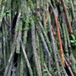 Arts & Vie - Arenal - Costa Rica