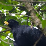 Arts & Vie - Arenal - Costa Rica