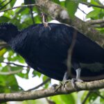 Arts & Vie - Arenal - Costa Rica