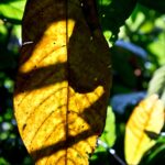 Arts & Vie - Arenal - Costa Rica