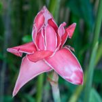 Arts & Vie - Arenal - Costa Rica