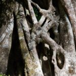 Arts & Vie - Rincon de la Vieja - Costa Rica