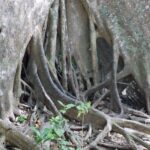Arts & Vie - Rincon de la Vieja - Costa Rica