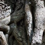 Arts & Vie - Rincon de la Vieja - Costa Rica
