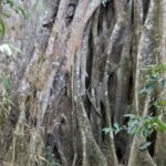 Arts & Vie - Rincon de la Vieja - Costa Rica