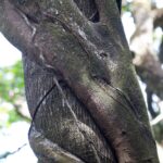 Arts & Vie - Rincon de la Vieja - Costa Rica