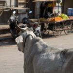 Arts & Vie - Jaisalmer - Inde