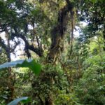 Arts & Vie - Monteverde Santa Elena - Costa Rica