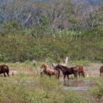 Arts & Vie - Tarcolès - Costa Rica