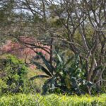 Arts & Vie - Tarcolès - Costa Rica