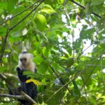 Arts & Vie - Manuel Antonio - Costa Rica
