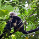 Arts & Vie - Manuel Antonio - Costa Rica