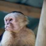 Arts & Vie - Manuel Antonio - Costa Rica