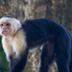 Arts & Vie - Manuel Antonio - Costa Rica