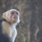 Arts & Vie - Manuel Antonio - Costa Rica