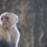 Arts & Vie - Manuel Antonio - Costa Rica