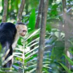 Arts & Vie - Manuel Antonio - Costa Rica