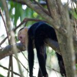 Arts & Vie - Manuel Antonio - Costa Rica