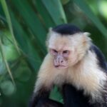 Arts & Vie - Manuel Antonio - Costa Rica