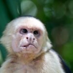 Arts & Vie - Manuel Antonio - Costa Rica