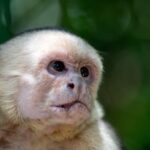 Arts & Vie - Manuel Antonio - Costa Rica