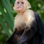 Arts & Vie - Manuel Antonio - Costa Rica