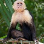Arts & Vie - Manuel Antonio - Costa Rica